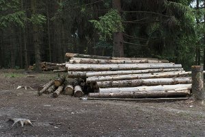 Вопрос о вырубке деревьев на Барановке до сих пор не решен