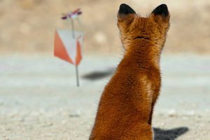 «Охота на лис»: соревнования по радиопеленгации на Сумщине