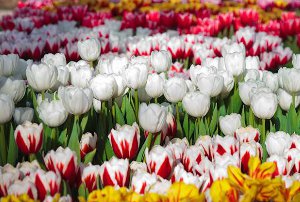 В столице пройдет парад тюльпанов