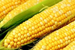  Украина войдет в ТОП-3 мировых лидеров по экспорту кукурузы и фуража - USDA