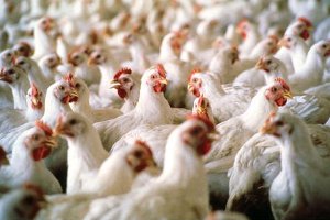Украина ограничила поставки куриного мяса в страны Таможенного союза