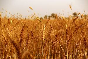 Отмена пошлины на экспорт зерна в Украине