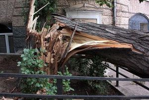 В Павлограде на детей упало дерево