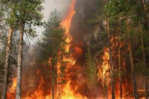 В Ялтинском заповеднике случился пожар