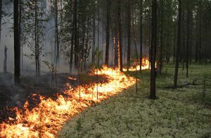 Лесной пожар в Херсонской области