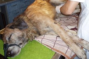 В Одессе 3 мужчин до полусмерти избили местного пса Мишку на глазах у детей