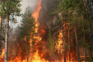 В Крыму третий день горит лес на территории Ялтинского заповедника