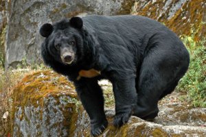 Уссурийский медведь