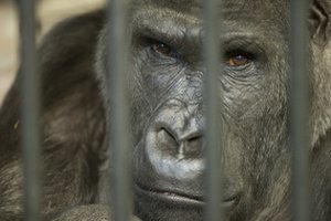 Министерство экологии хочет забрать зоопарк