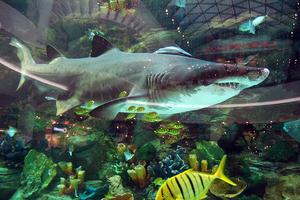 В Киеве в ТЦ Ocean Plaza появилась новая акула – самая большая в Украине