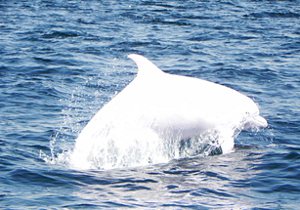 В Черном море живет белый дельфин афалина