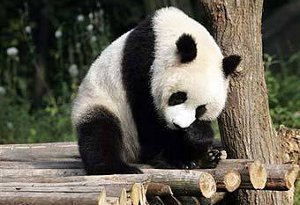 В Сингапур привезут двух гигантских панд из Китая