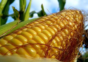 Засуха в США вызовет повышение цен на кукурузу во всем мире