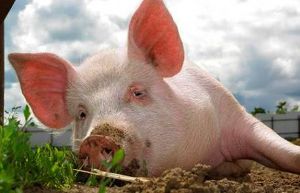 В Европе может существенно подорожать свинина