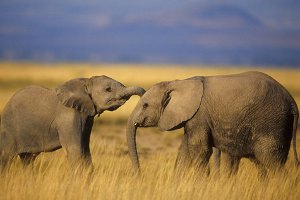 Слоны Зимбабве