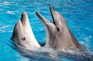 В США по-зверски убивают дельфинов