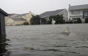 С ураганом «Сэнди» на улицы США прибыли акулы