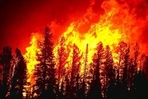 Лесной пожар в Аризоне унес жизни 25 пожарных