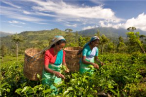 В Индии работники чайной плантации съели работодателя