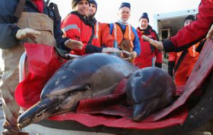 В Шотландии выбросились на берег до 30 дельфинов
