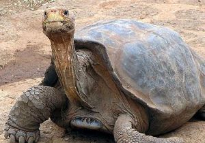 Не стало последней на планете галапагосской черепахи