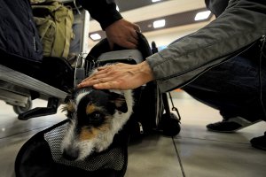 В Италии 49 наркоторговцев отдали под суд за перевозку кокаина в собаках
