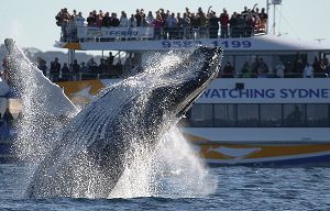 В заливе Сиднея киты попали под винт судна