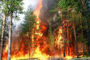 В Сибири после молебна о дожде усилились лесные пожары