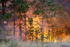 В Сибири горит лес