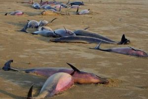 В Перу массово гибнут дельфины