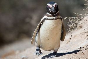 На пляже в Бразилии найдены мертвые пингвины