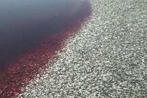 В Японии на берег выбросило тонны мертвых сардин
