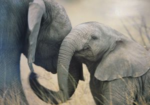  В Камерунском парке массово гибнут слоны