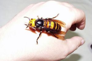 В Японии на школьников напали пчелы-убийцы 