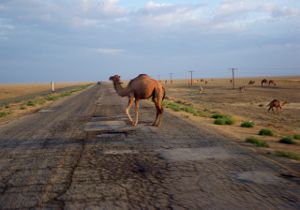 В Казахстане микроавтобус врезался в верблюда