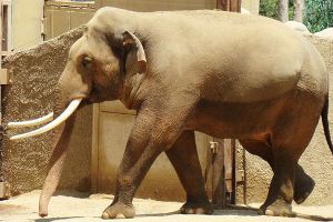 В зоопарке Южной Кореи слон имитирует человеческую речь