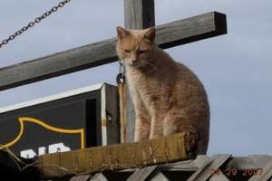 На Аляске мэром в 15-й раз стал кот