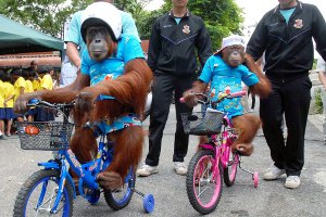 Безопасность на дорогах в Бангкоке пропагандирует орангутанг