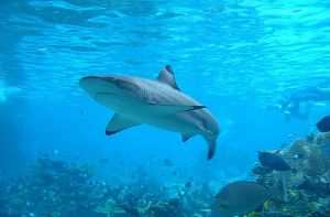На Гавайях туристка показала акуле приемы тхэквондо