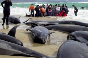 У берегов США массово гибнут дельфины