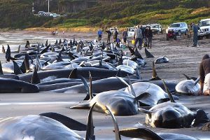 В Новой Зеландии расстреляют стаю китов