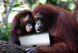 В США обезьяны пользуются планшетами