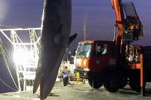 Япония впервые назвала истинную цель отлова китов