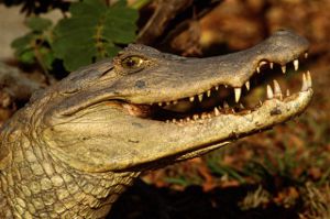 В Австралии в самолете обнаружили крокодила 