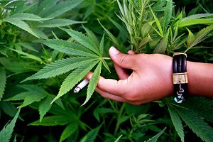 В Соединенных Штатах легализировали марихуану