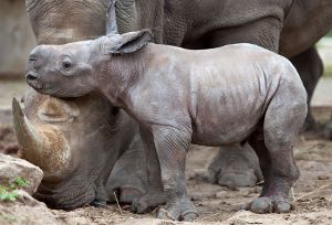 В Индонезии появился на свет малыш суматранского носорога