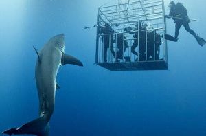 В Австралии запретят ныряние туристов к акулам