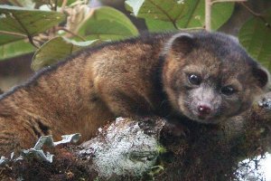 В лесах Южной Америки открыт новый вид млекопитающих