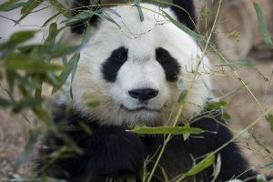  В списке «Личностей 2011 года» оказалась панда