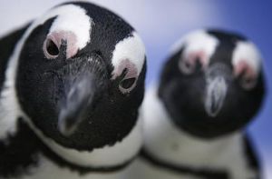 В Южной Африке нашествие пингвинов